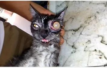 عيادة الطب البيطري ببنى سويف 