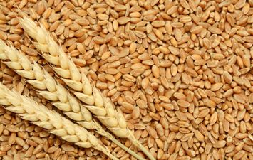 قمح