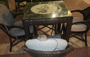 صورة الفأر المتداولة