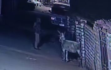 اثناء سرقة حمار بقنا 