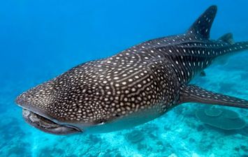 الحوت بهلول