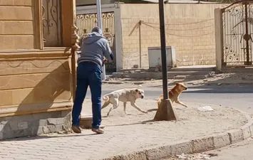كلاب الشوارع  