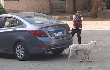 الكلاب الضالة 