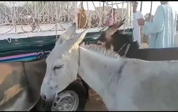 سوق الحمير بقنا 