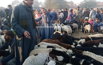 سوق المواشي في سوهاج 