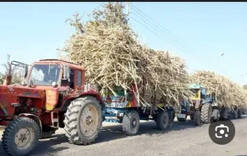 شاحنات قصب السكر بقنا 