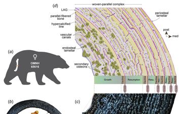 صورة من الدراسة 