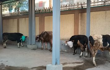 التشغيل التجريبي لمجزر دسوق تمهيدًا لافتتاحه