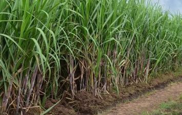 محصول قصب السكر 