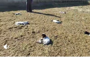 نفوق ماشية بمطروح 