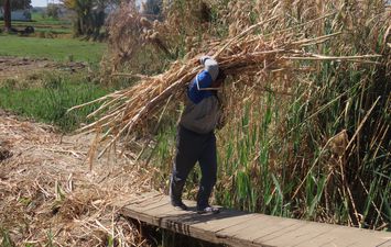 حصاد محصول القصب 