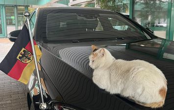 قطة على سيارة السفير