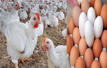 اسعار الدواجن والبيض اليوم