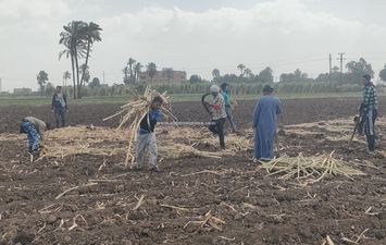 زراعة محصول القصب الصيفي