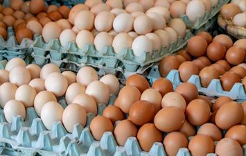 اسعار البيض