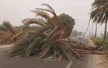 سقوط نخله بدشنا