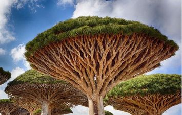 شجرة دم الأخوين