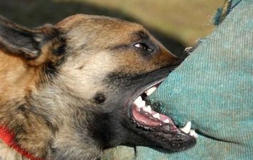 صوره ارشيفيه 