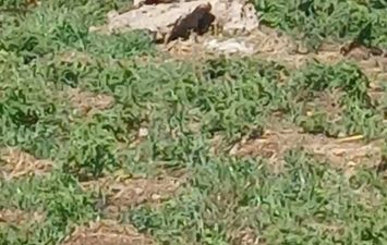 عمود الانارة