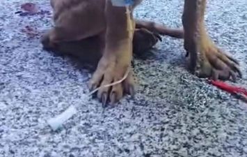 قصه السويس المؤلمة 