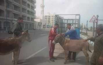 محافظة مطروح 