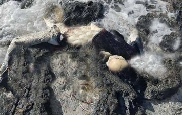 محافظة مطروح 