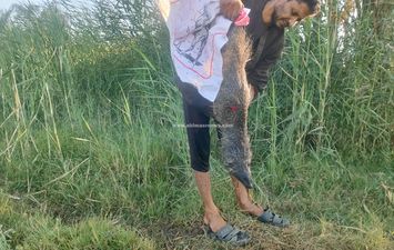 اصطياد النمس