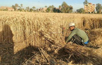 حصاد محصول القمح