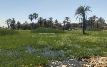 ارتفاع منسوب النيل في الزراعات 