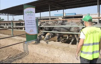 صورة ارشيفية 