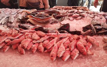 أسعار الأسماك 