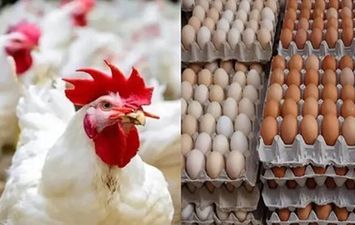 اسعار الدواجن والبيض
