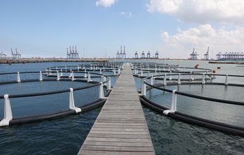 المشروعات التنموية والخدمية