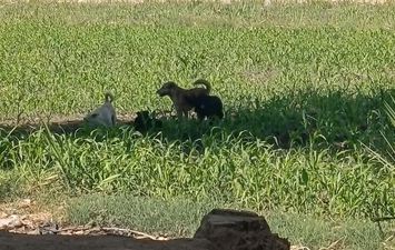 الكلاب الضاله تهاجم حظيره مواشي