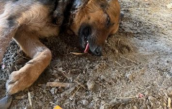 انقاذ الكلب 