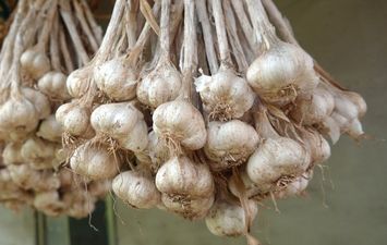 تخزين الثوم