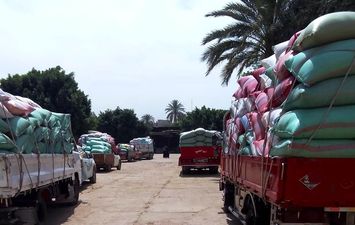 توريد القمح في سوهاج 