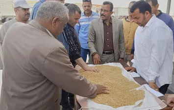 جانب من توريد القمح