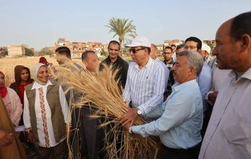 جانب من حصاد محصول القمح 