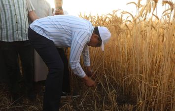 جانب من حصاد محصول القمح 