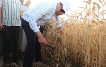 جانب من حصاد محصول القمح 