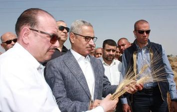  حصاد القمح ببنى سويف 