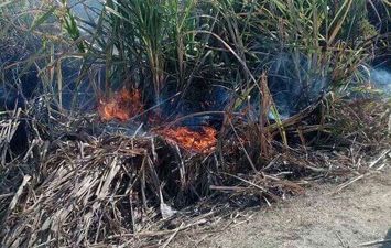 حريق يلتهم محصول القصب 