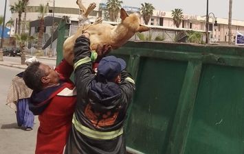محافظة بورسعيد تبدأ في جمع الكلاب الضالة من كافة الأحياء وبورفؤاد لتسليمها للشيلتر الجديد