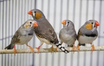 يمام وعصافير