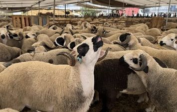  أسعار الأضاحي اليوم