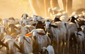 أسعار الأضاحي 
