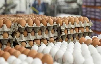 أسعار البيض