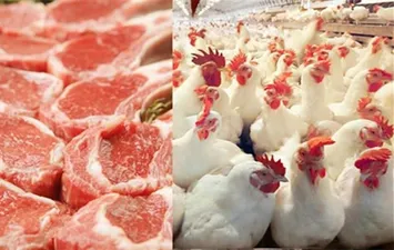 أسعار الفراخ والأضاحي 