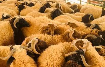 أضاحي مطروح 